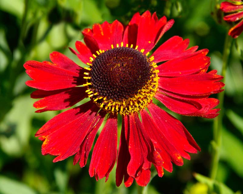Helenium autumnale 'Moerheim Beauty' -  bronze red flowers with raised brown centres