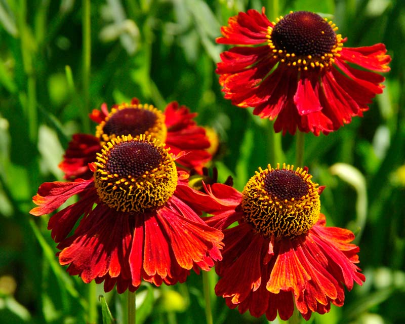 Helenium autumnale 'Moerheim Beauty' - bronze red flowers with raised brown centres