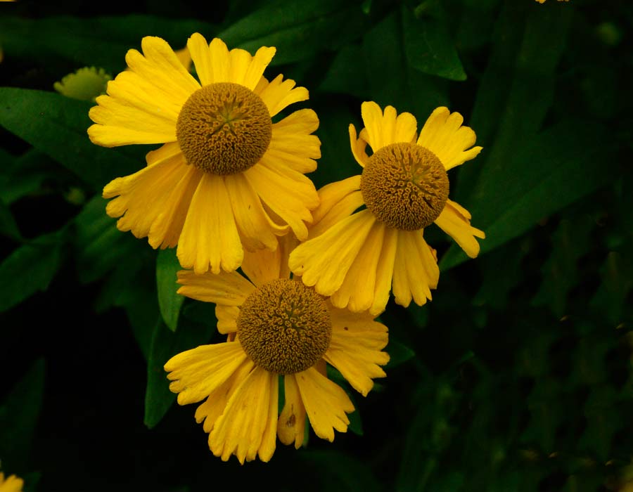 Helenium Pumilum Magnificum - yellow flowers