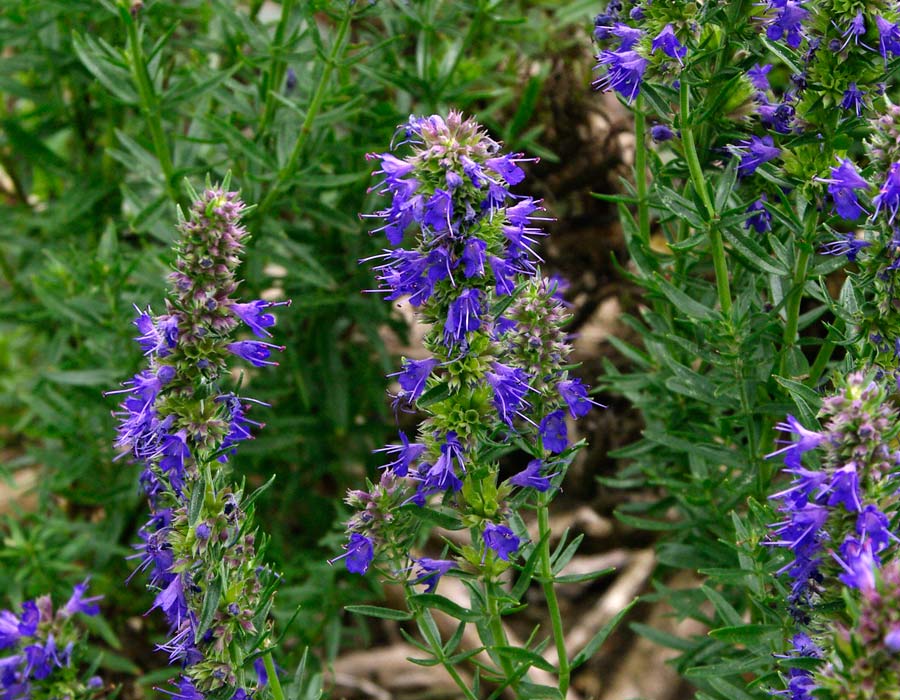 The deep blue flowers of Hyssopus officinalis