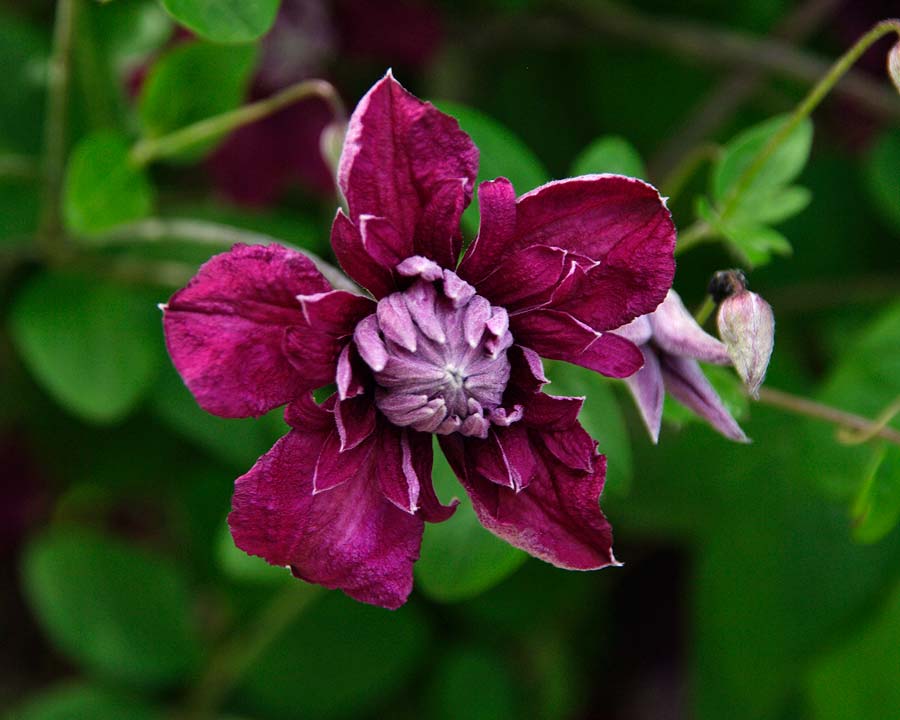 Clematis viticella Purpurea Plena Elegans - Double dusty pink to purple flowers
