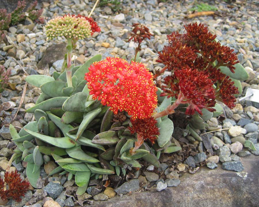 Crassula perfoliata var. falcata - Propeller Plant