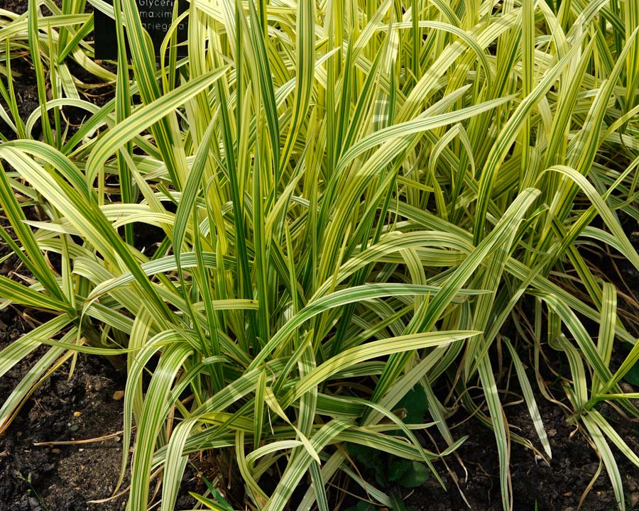 Glyceria maxima variegata, Great Manna Grass