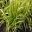 Glyceria maxima variegata, Great Manna Grass
