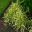 Glyceria maxima variegata