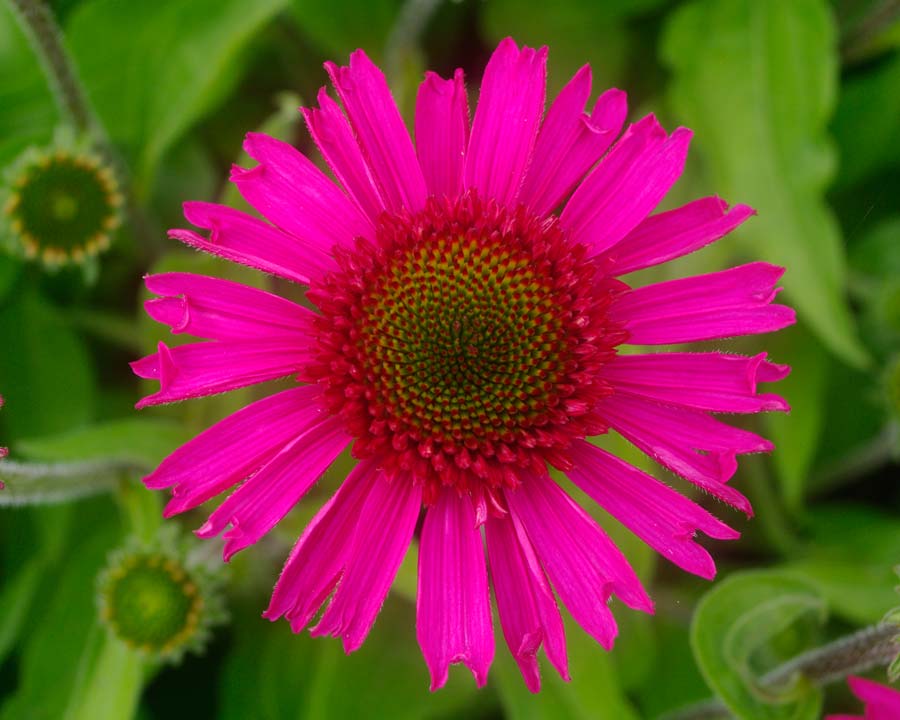 Echinacea 'Delicious Candy' - Deep Pink flowers