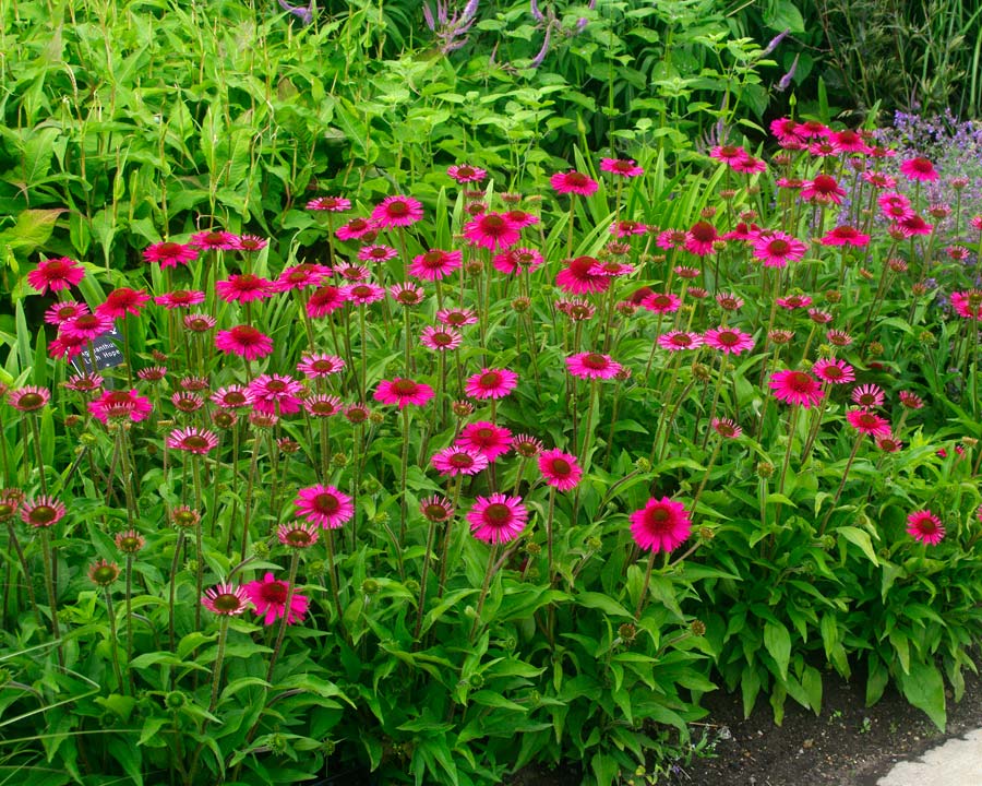Echinacea 'Delicious Candy' - Deep Pink flowers - Adds summer colour to garden borders