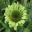 Echinacea Green Jewel