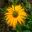 Echinacea 'Now Cheesier' - brilliant golden yellow flowers