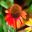 Echinacea 'Sunseeker'
