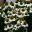 Echinacea 'Sunseekers' Tan White