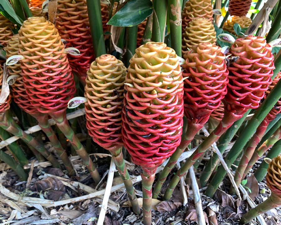 Zingiber spectabile - Beehive Ginger, just coming into flower