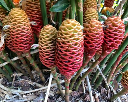Zingiber spectabile - Beehive Ginger, just coming into flower
