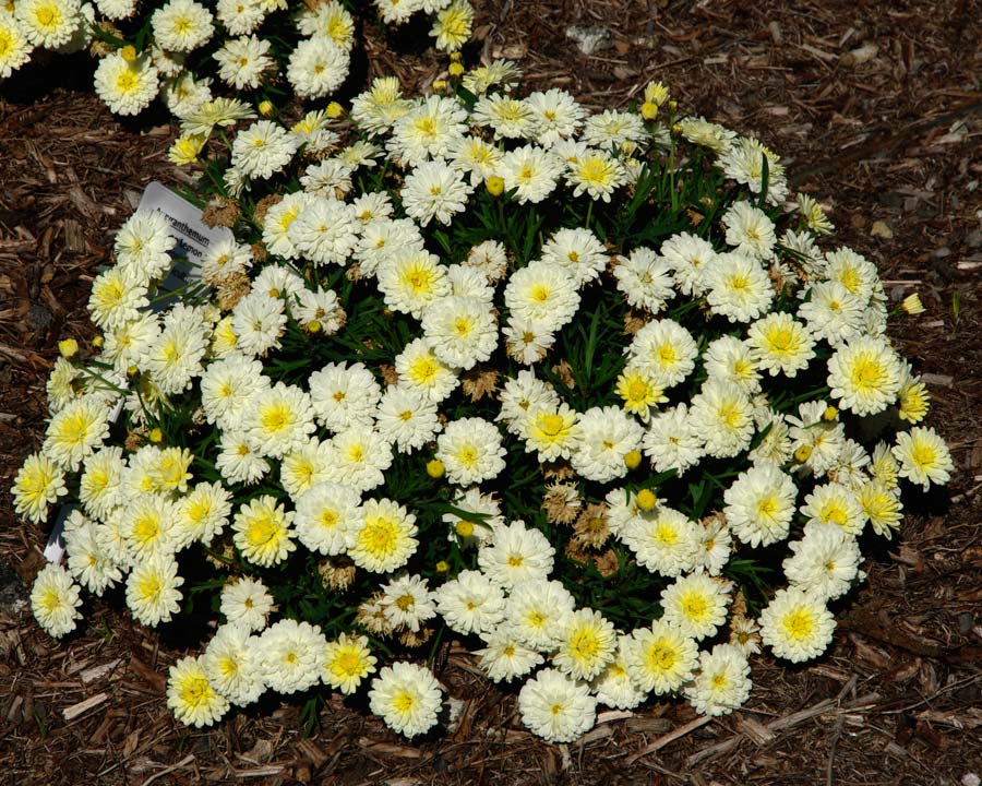 Argyranthemum frutescens Lollipop Series Lemon - double flower