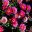 Argyranthemum frutescens Lollipop Series Cherry