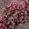 Argyranthemum frutescens Lollipop Series Cherry