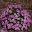 Argyranthemum frutescens Lollipop Series Musk