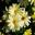 Argyranthemum frutescens Lollipop Series Pineapple