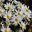 Argyranthemum frutescens Lollipop Series Vanilla