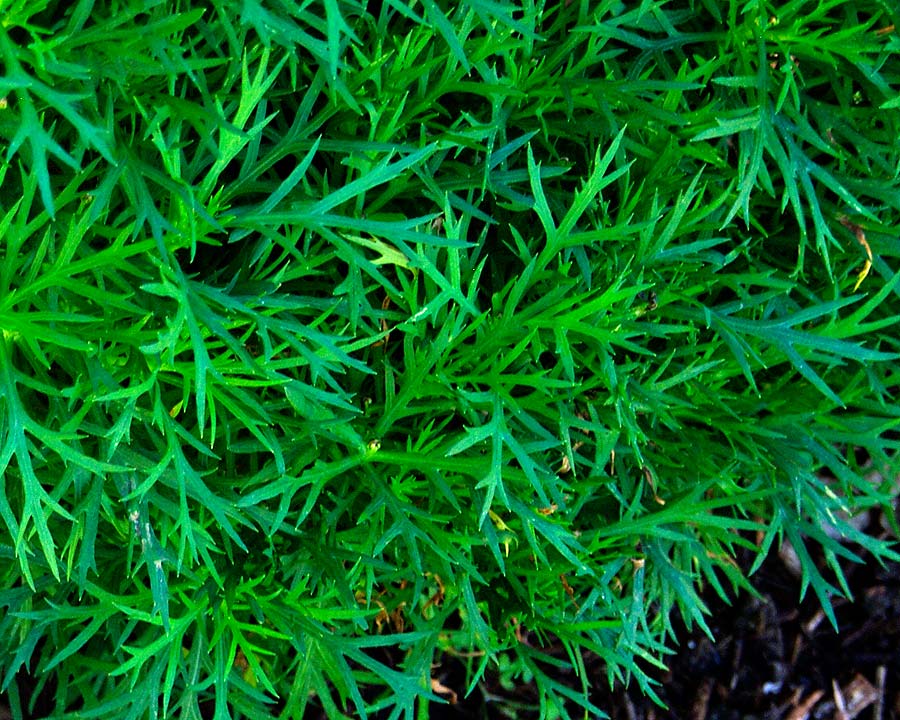 Argyranthemum Sassy Series - Pinnasect leaves