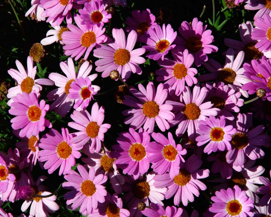 Argyranthemum Sassy Series Mini Pink - variable shades of pink