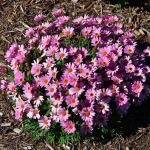 Argyranthemum frutescens Sassy Series