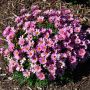 Argyranthemum frutescens Sassy Series