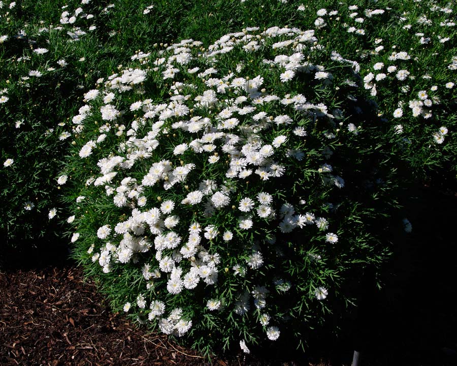 Argyranthemum Sassy Series Double White
