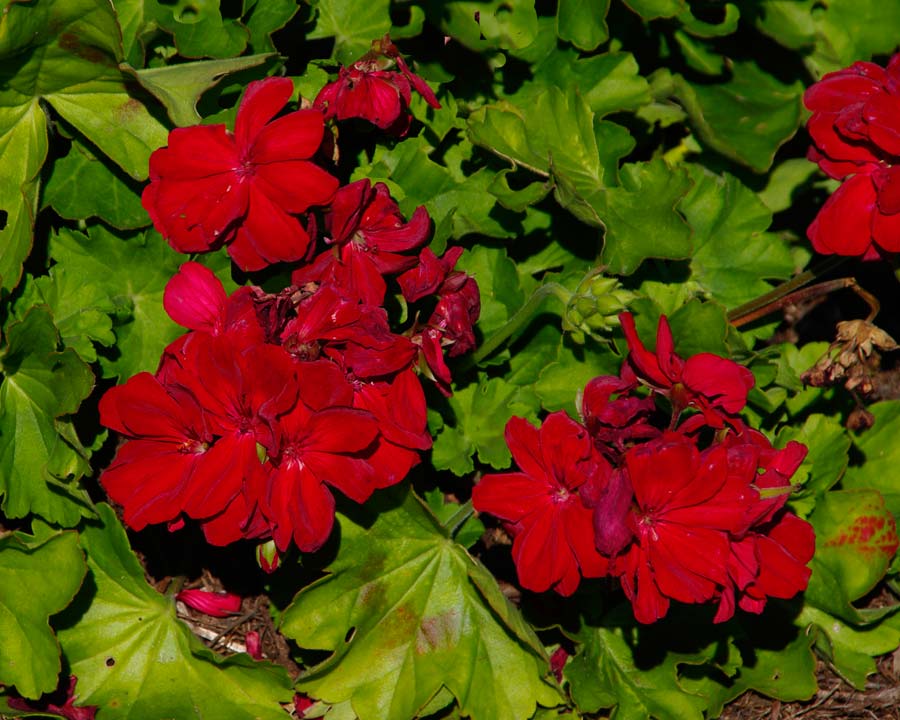 Pelargonium BIG Red