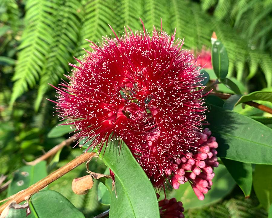Deep red flowers - Syzygium wilsonii subsp Wilsonii