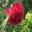 Syzygium wilsonii | GardensOnline