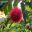 Syzygium wilsonii, the PowderPuff Lilly Pilly