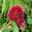 Deep red flowers - Syzygium wilsonii subsp Wilsonii