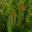 Persoonia chamaepitys - fine pine-like foliage