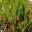 Persoonia chamaepitys -  fine pine-like needles