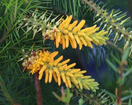 Persoonia- chamaepitys, the Creeping Geebung - spikes of yellow buds - will open to four petal flowers