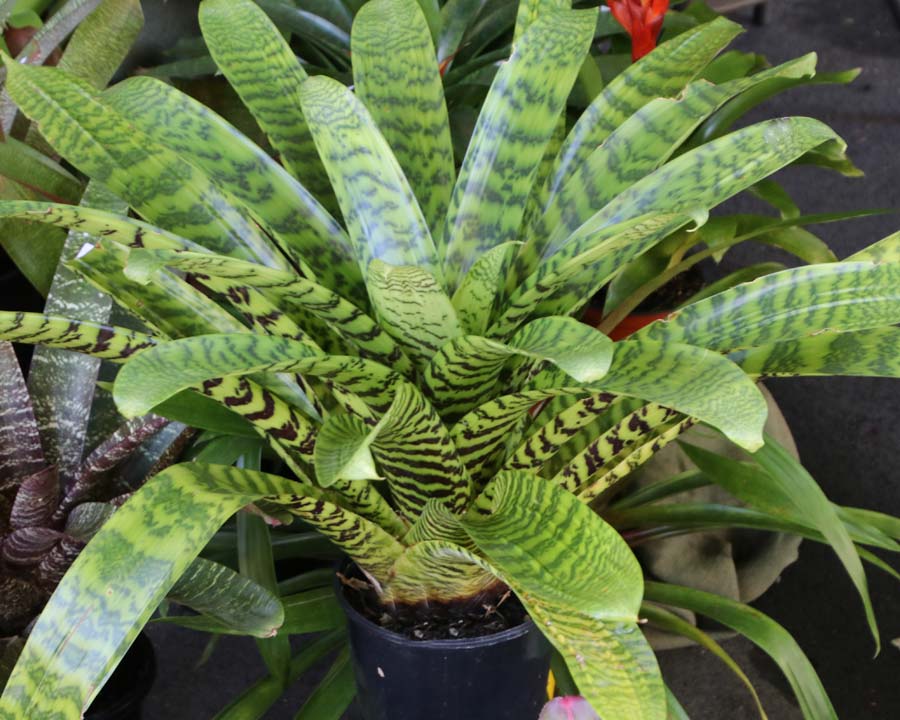 Vriesea hieroglyphica, The king of the Bromeliads