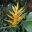Heliconia angusta Yellow Holiday