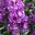 Angelonia angustifolia Archangel - Summer Snapdragon