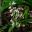 New Zealand Rock Lily - Arthropodium cirratum - loose panicles of white flowers