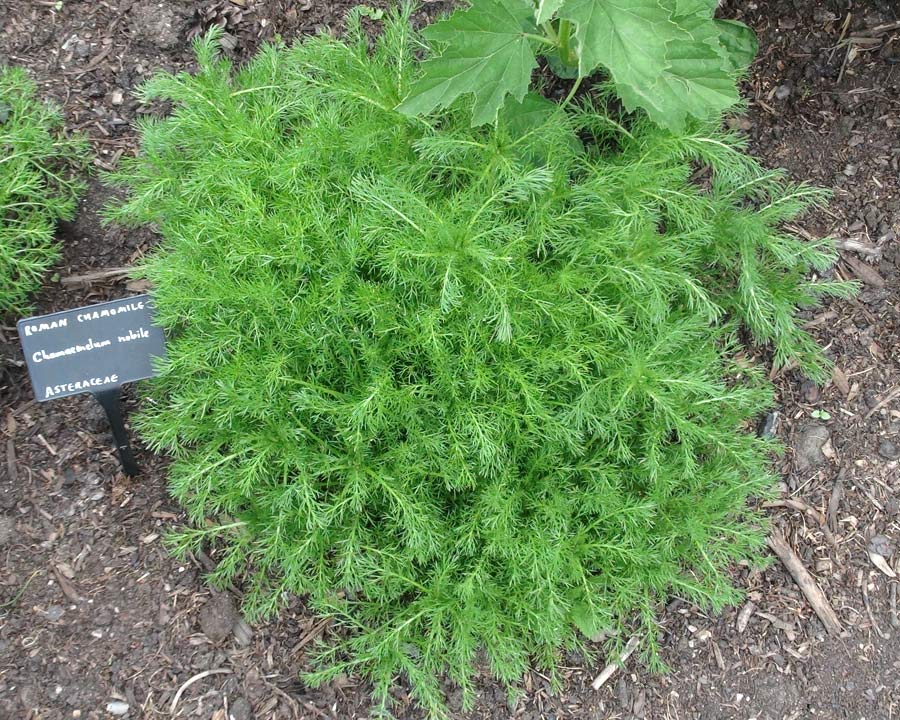 Chamaemelum nobile - Chamomile - rounded and spreading growth habit
