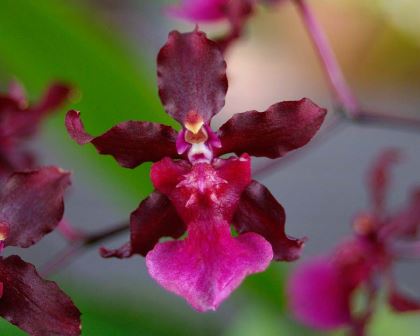 Orchid Orchidee Oncidium Sherry Baby 'Ruby Doll' 22 L FRAGRANT 