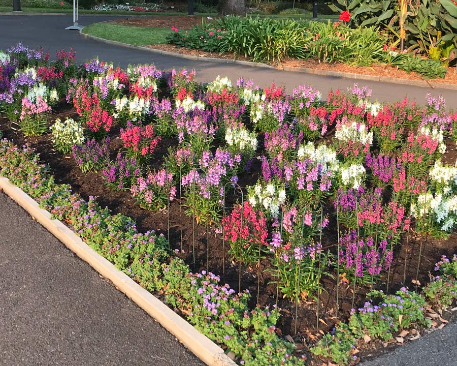 A vibrant display of Nemesia cultivars in Sydney Botanic Gardens