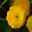 Ranunculus acris Flore Pleno, the double meadow Buttercup