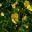 Ranunculus acris subsp Acris Stevenii - the meadow buttercup