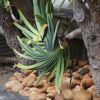 Aloe plicatilis, the Fan Aloe