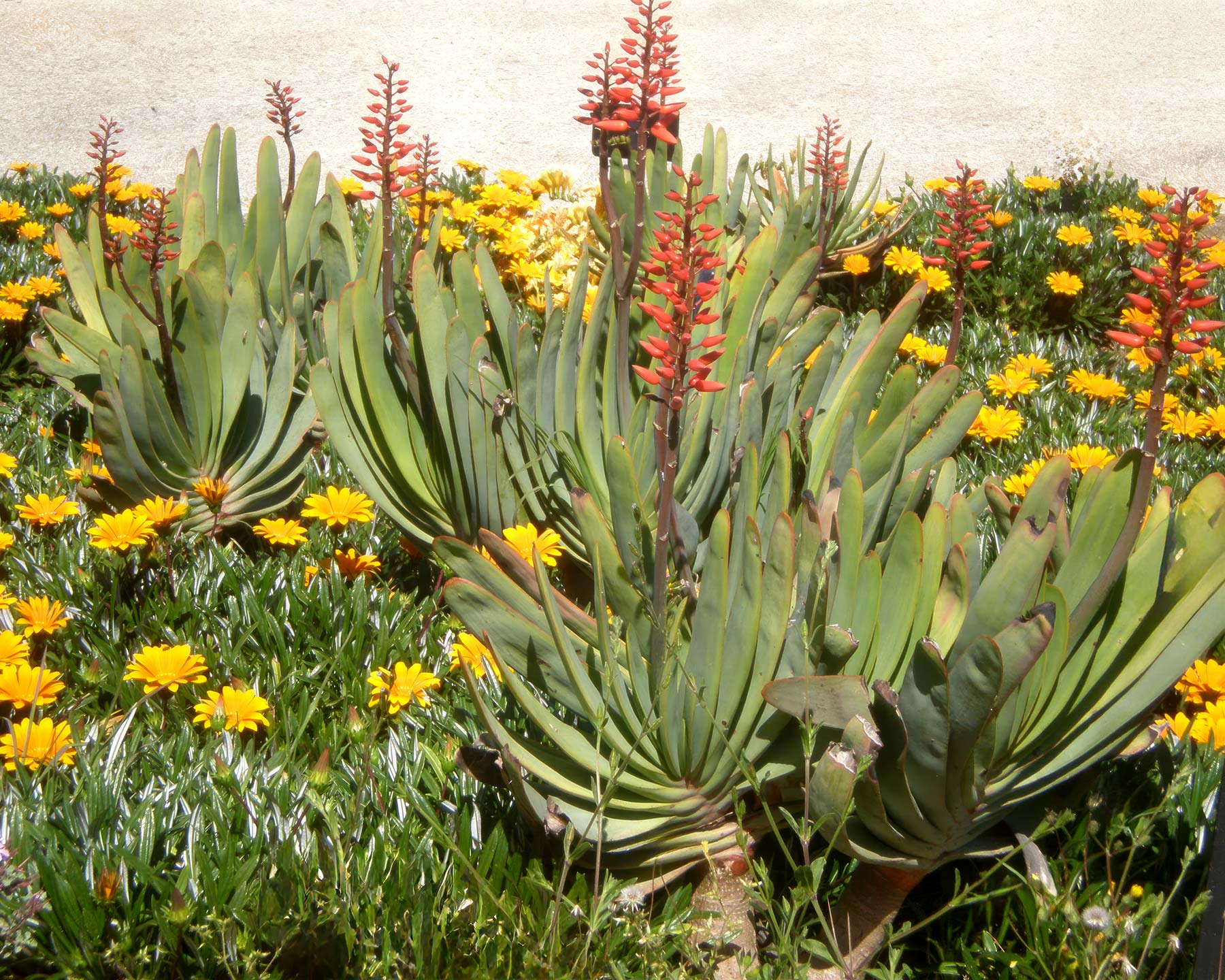 Aloe plicatilis - photo Consultaplantas