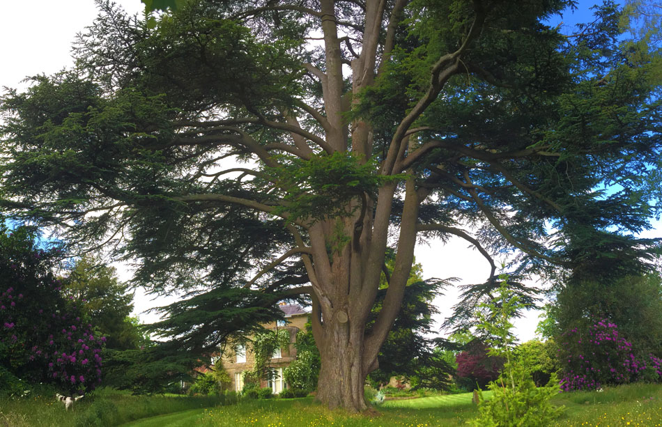 Cedrus libani - Lebanese Cedar at Fittleworth House, Sussex, UK