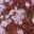 Sedum album 'Coral Carpet' deep red foliage and pink flowers
