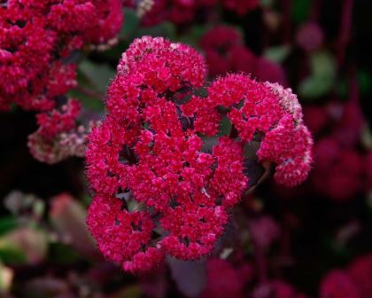 Sedum x Red Cauli - Deep raspberry-red star-like flowers